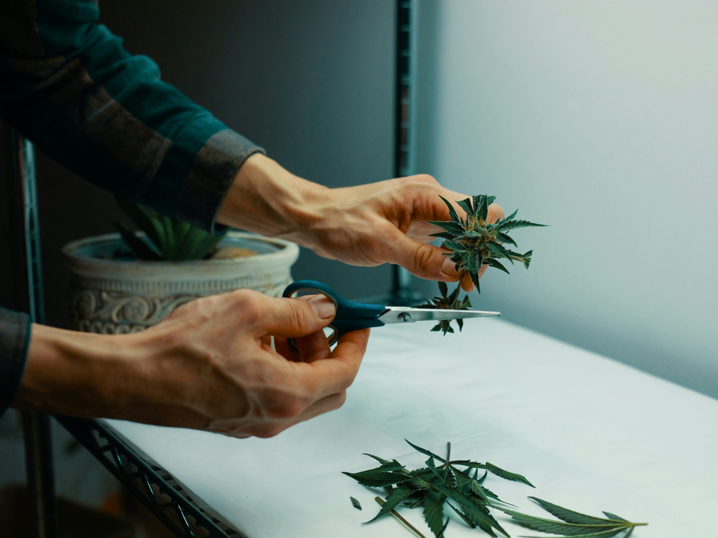 Learn How To Trim Weed With Our Ultimate Guide 