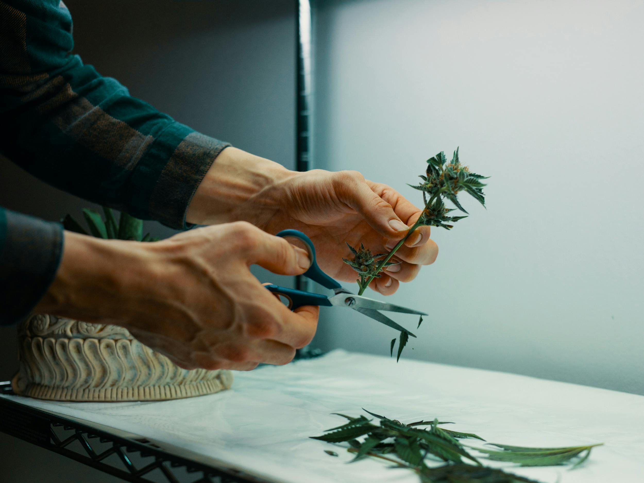 Hands trimming weed after reading our how to trim weed guide