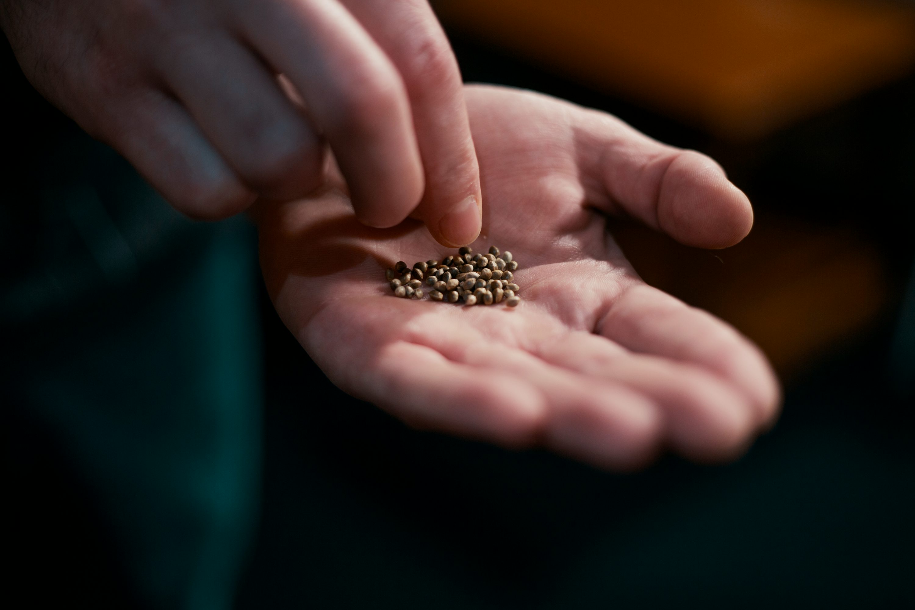 What Are Landrace Strains Landrace Strains: Everything You Need To Know About Landrace Cannabis Strains