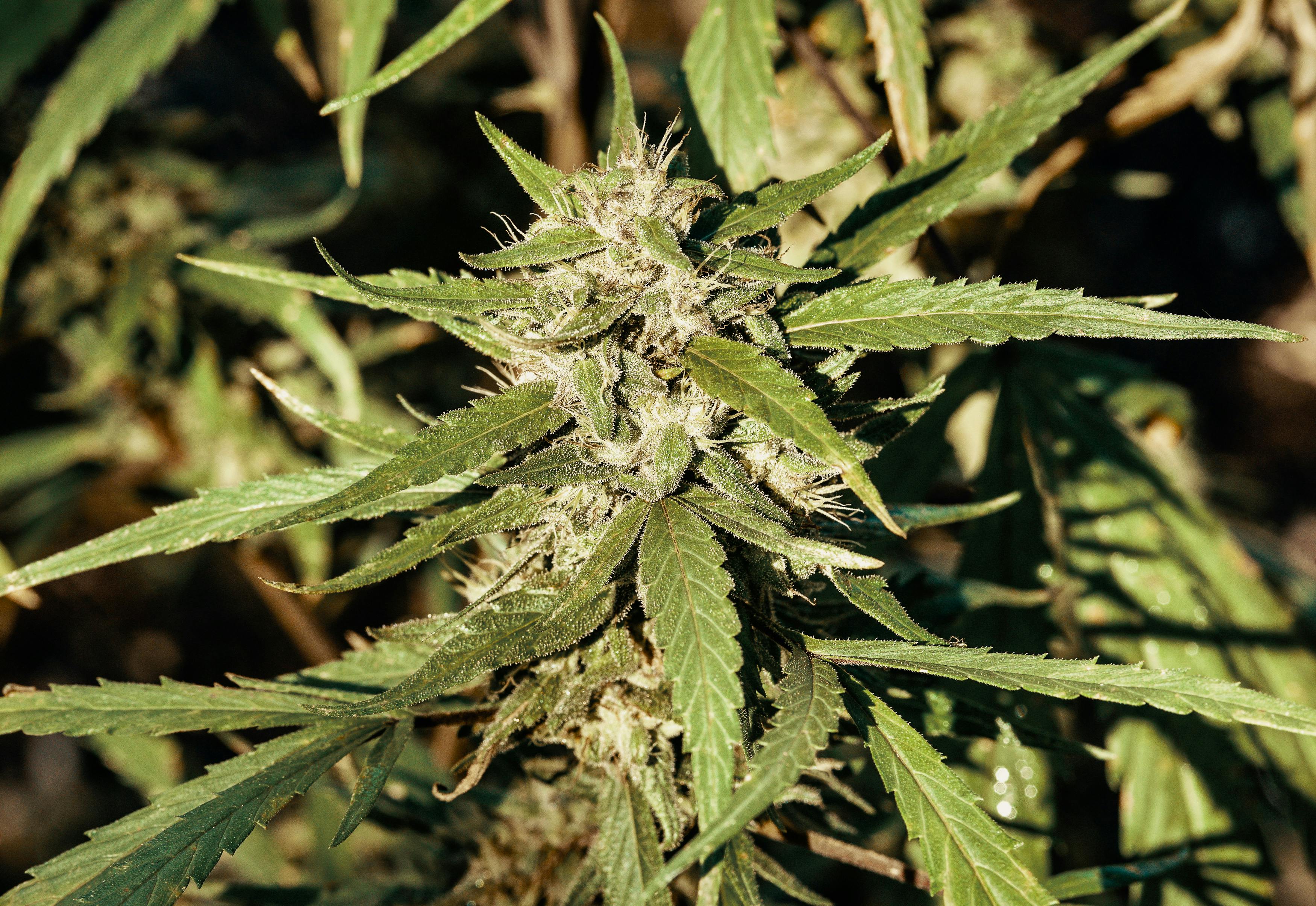 A landrace strain grows in the wild, but what are landrace strains? Find out more in this article