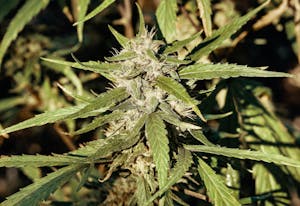 Landrace Strains: Everything You Need To Know About Landrace Cannabis Strains