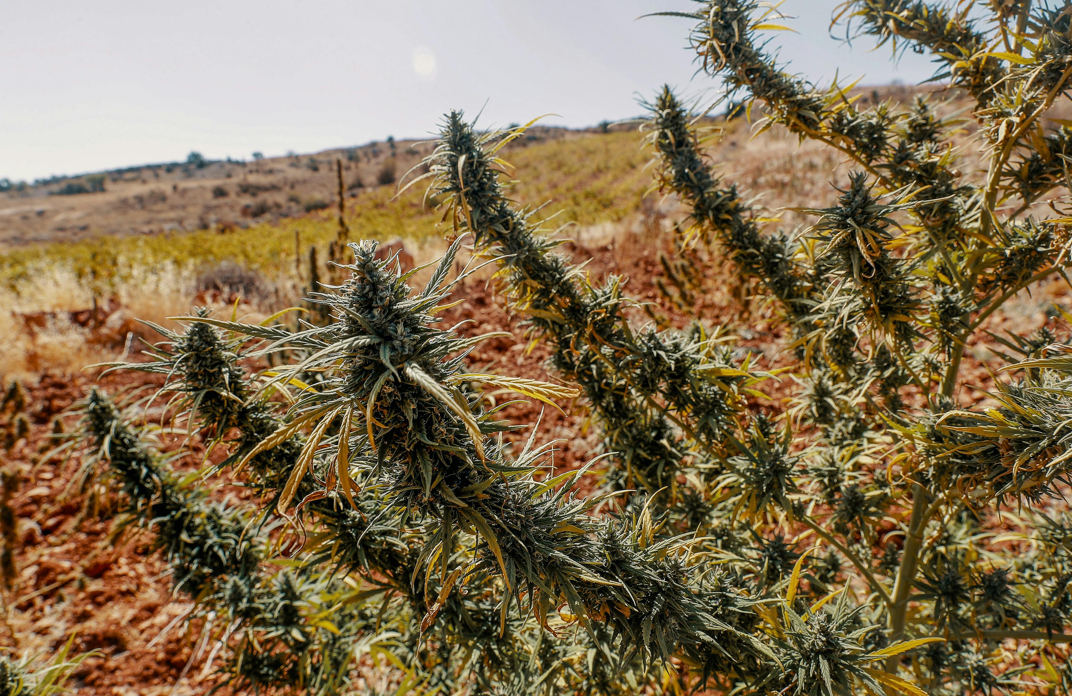What Are Landrace Strains11 Landrace Strains: Everything You Need To Know About Landrace Cannabis Strains