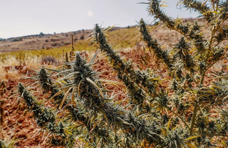 What Are Landrace Strains11 ランドレース系統。 Everything You Need To Know About Landrace Cannabis Strains
