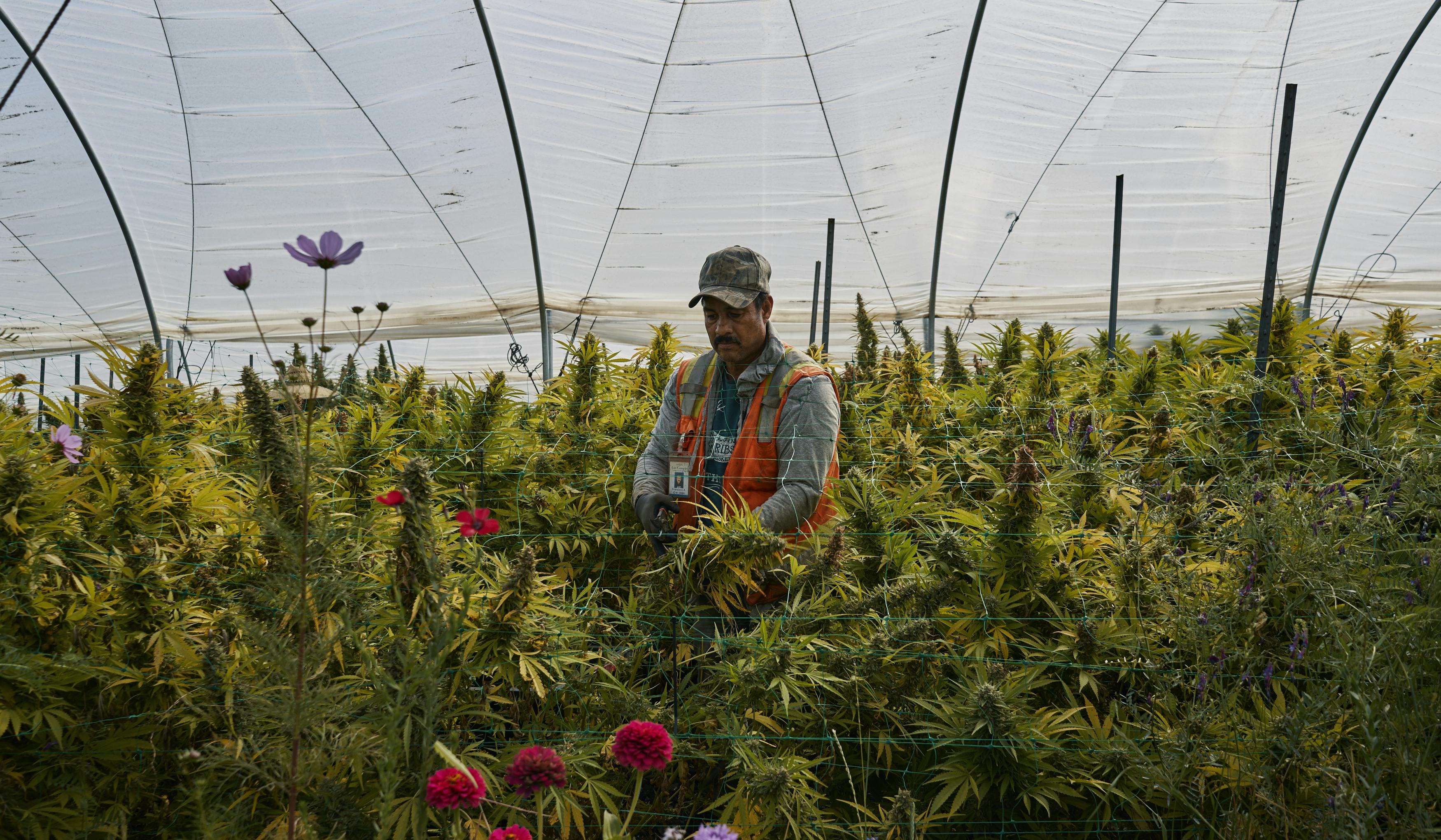 What Country Has The Best Weed In The World? Herb