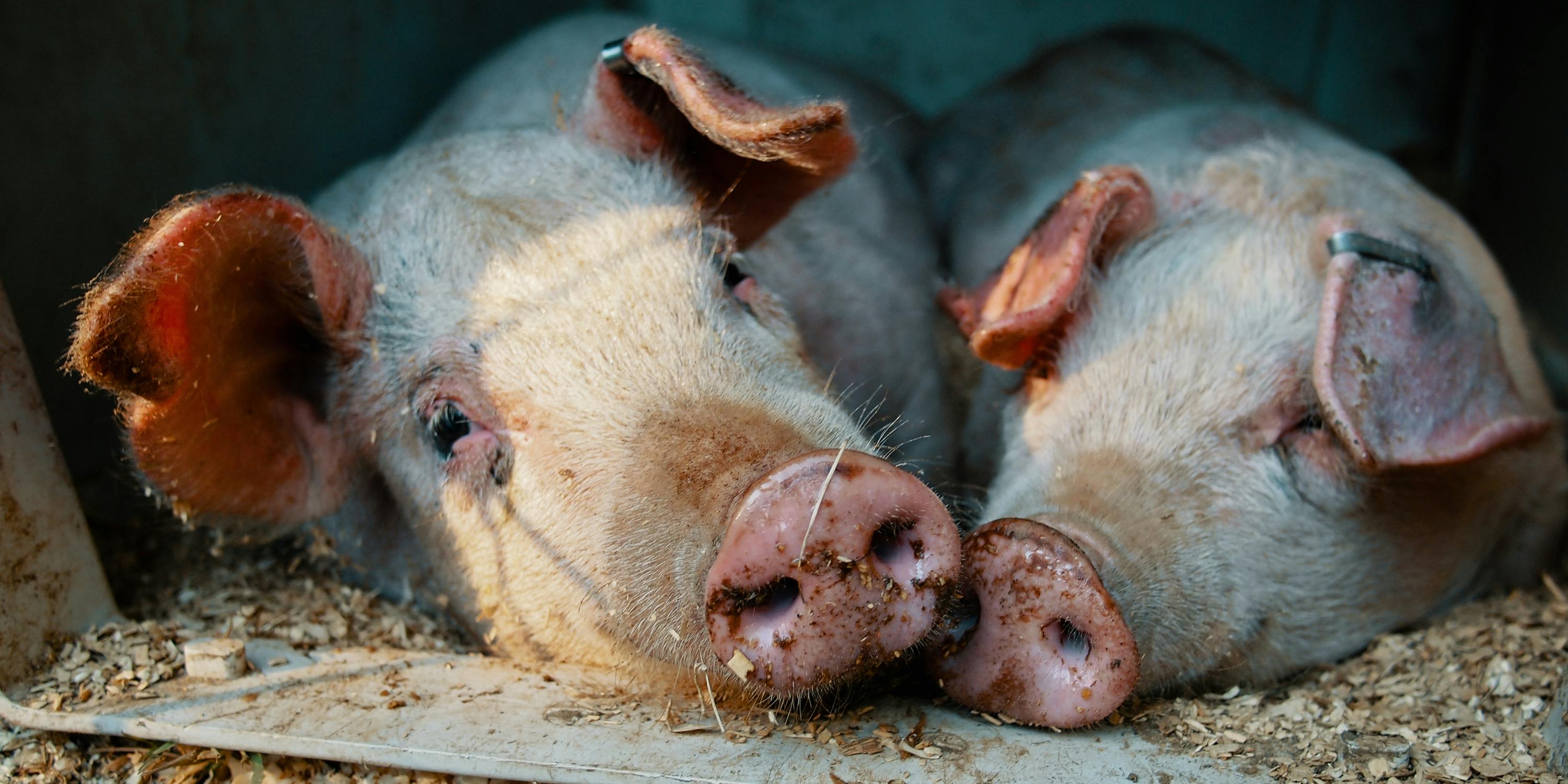 A farm in Oregon is feeding weed to pigs to make tastier pork.