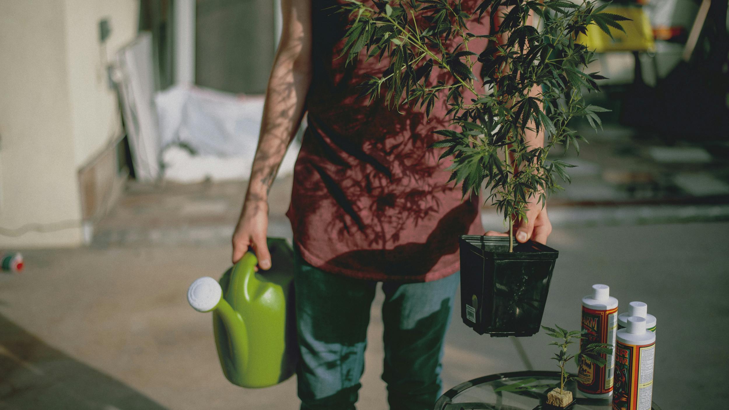 A man carries a watering can and a plant treated with the best weed fertilizers