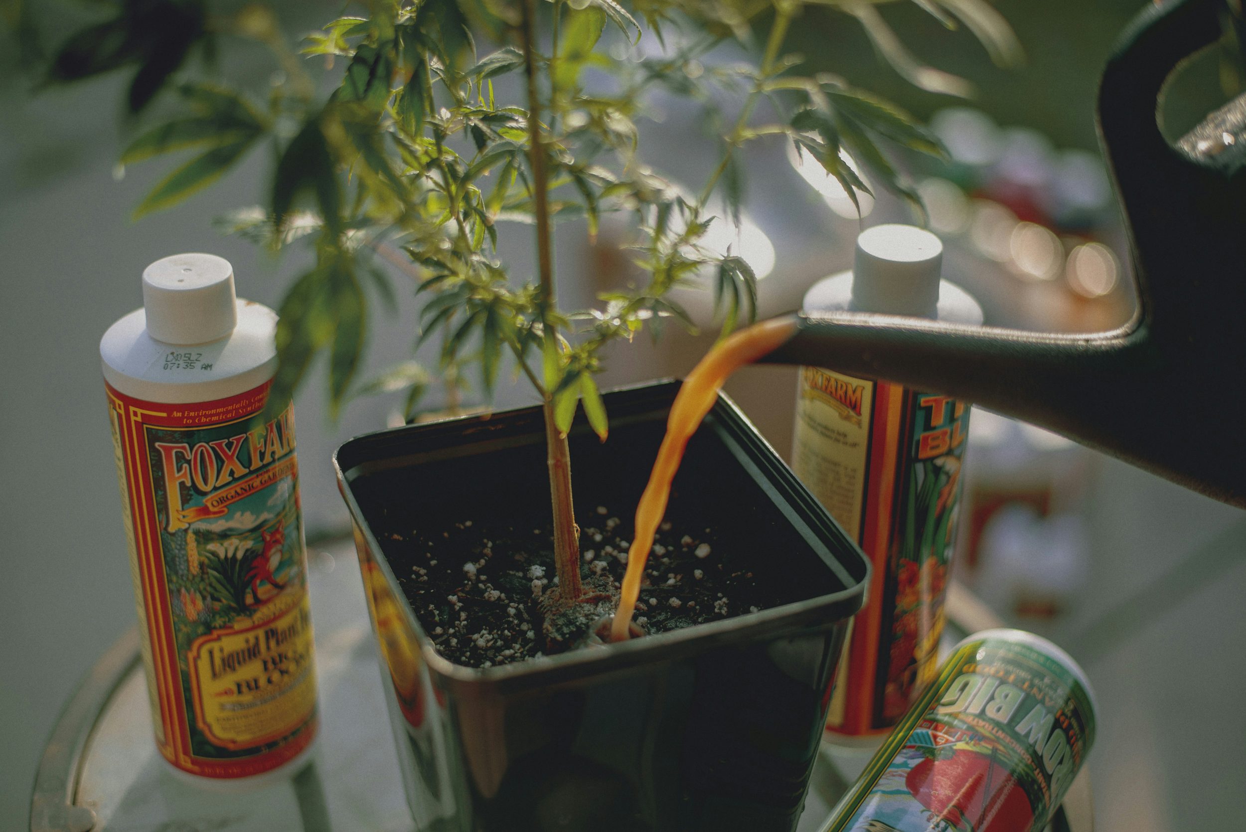 Best Weed Fertilizer 54 How To Make Super Soil And Grow Better Cannabis Plants