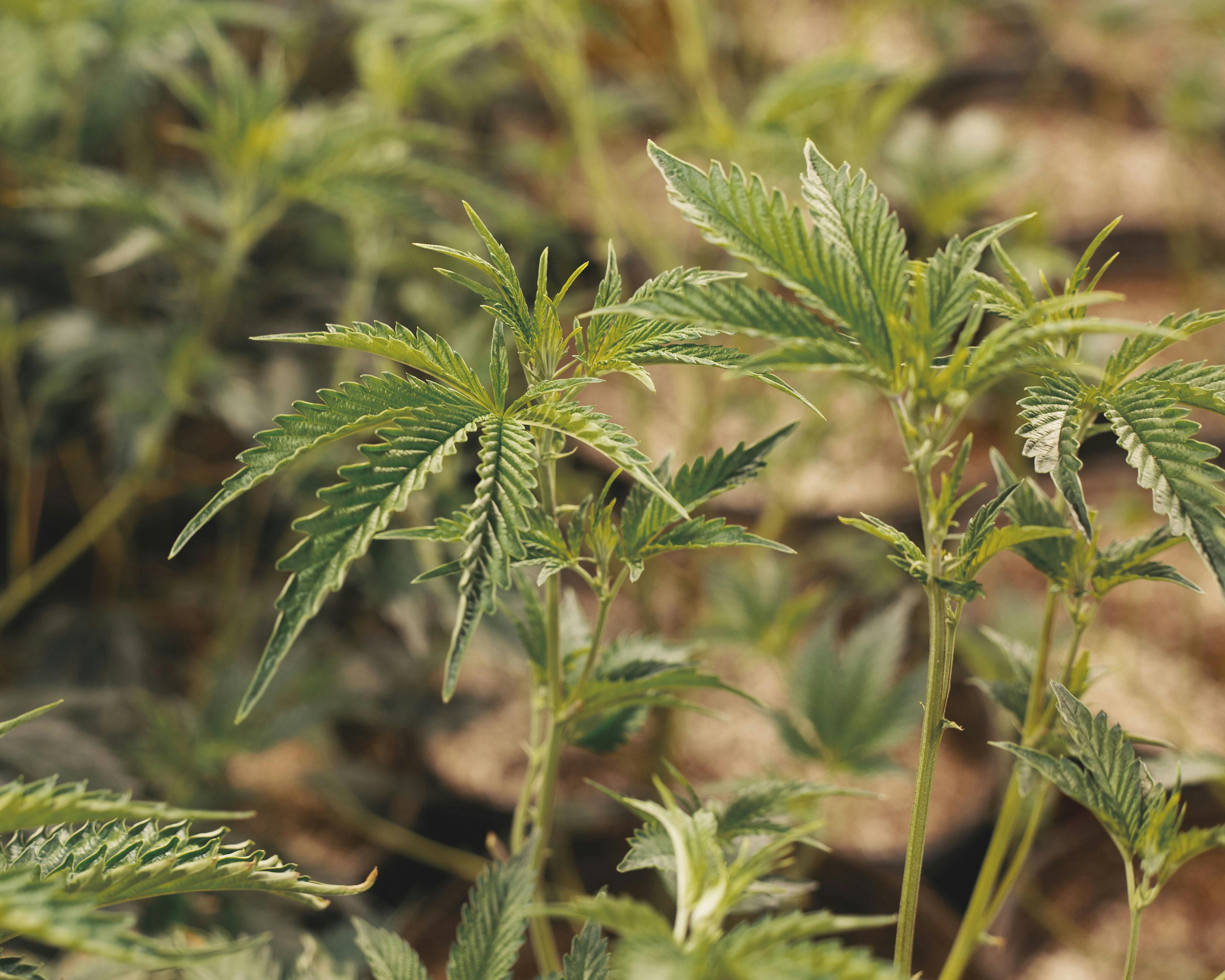 A cannabis plant in the vegetative stage of the cannabis life cycle