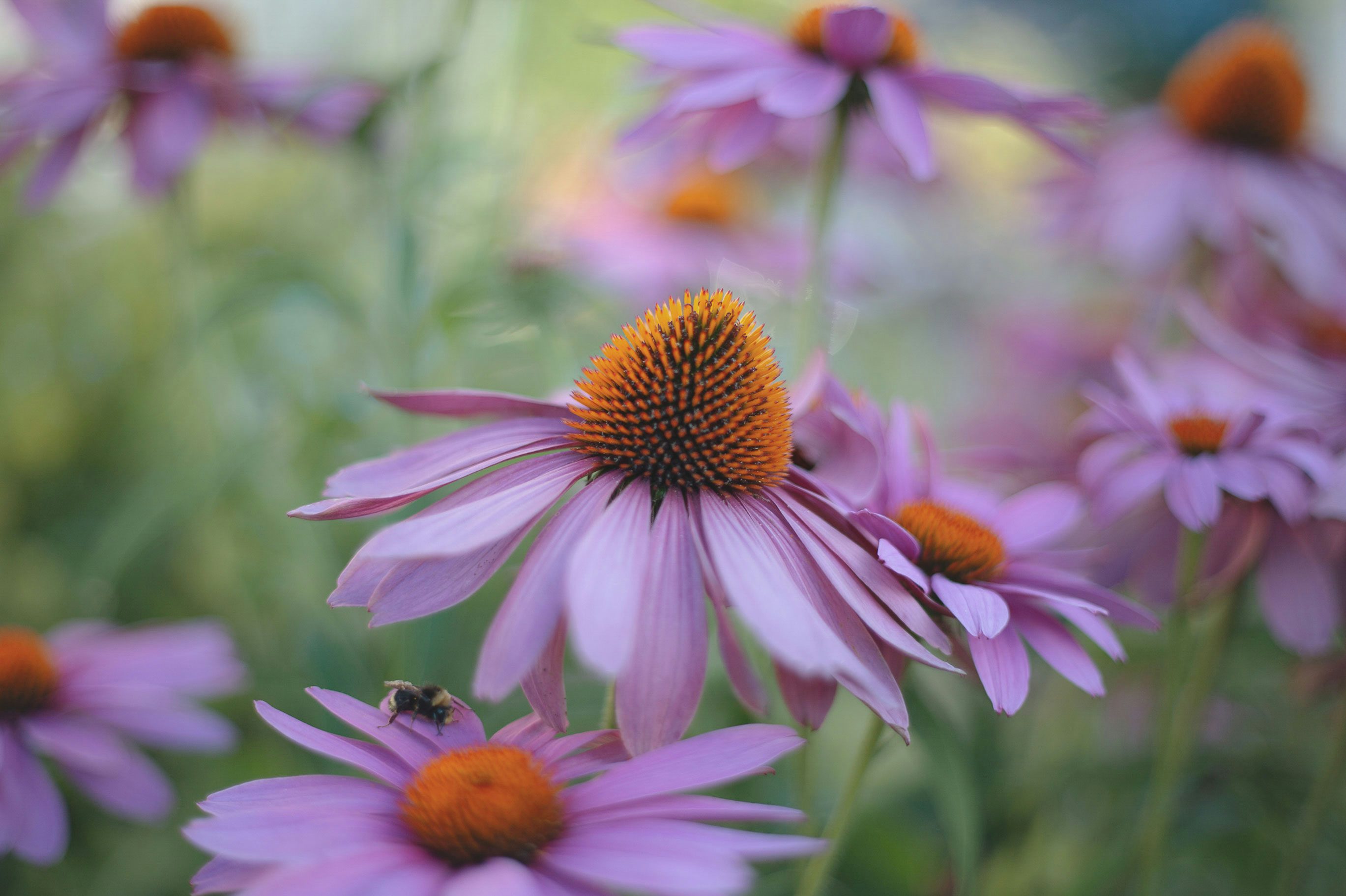 Did You There Are Foods That Contain Cannabinoids3 How To Make Super Soil And Grow Better Cannabis Plants