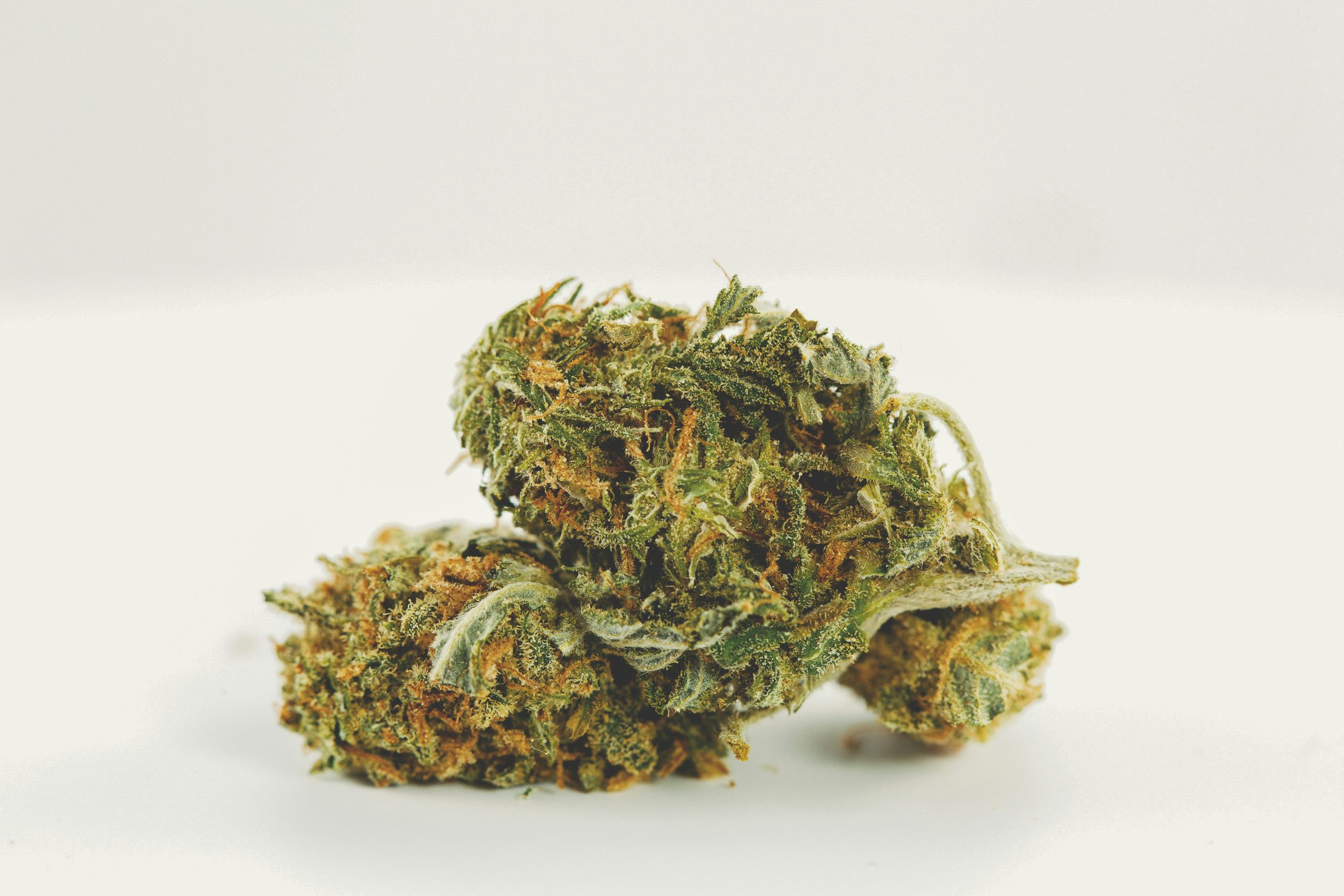 Girl Scout Cookies 1 How To Make Super Soil And Grow Better Cannabis Plants