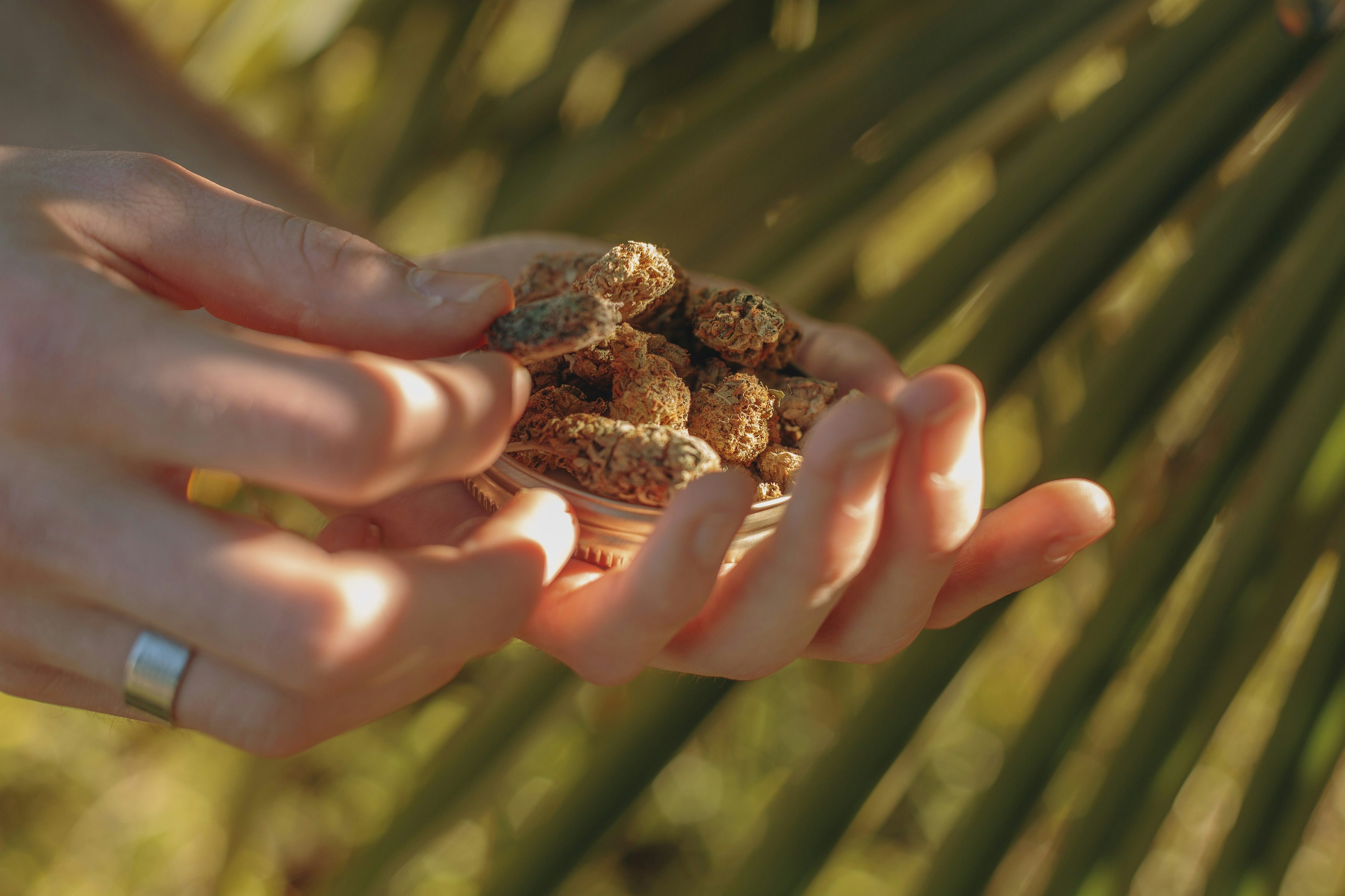 Make Sure Youre Not Getting Ripped Off With The Ultimate Guide To Weed Prices11 How To Make Super Soil And Grow Better Cannabis Plants