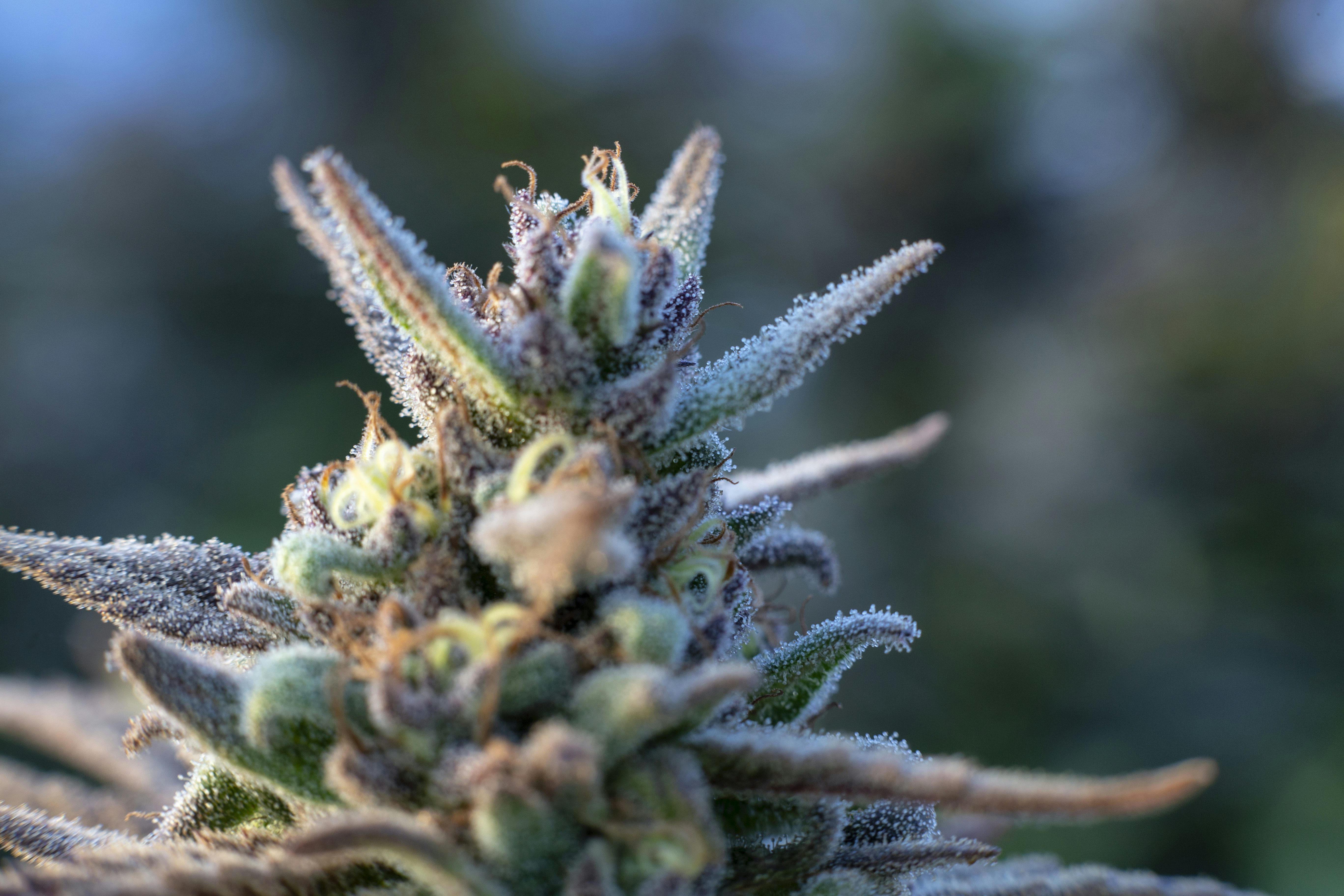 Avatar Marijuana Strain