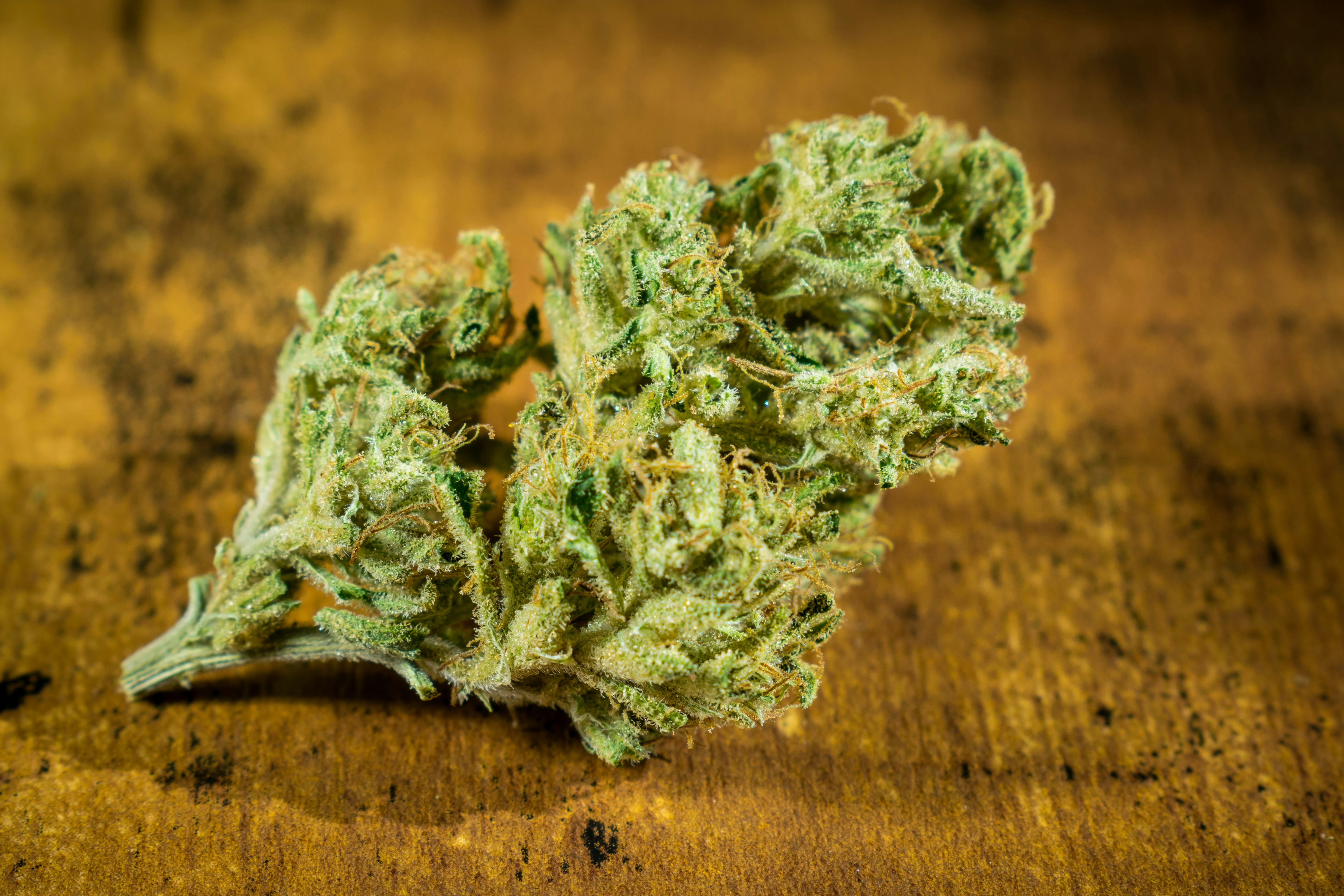 Sundae Driver Marijuana Strain