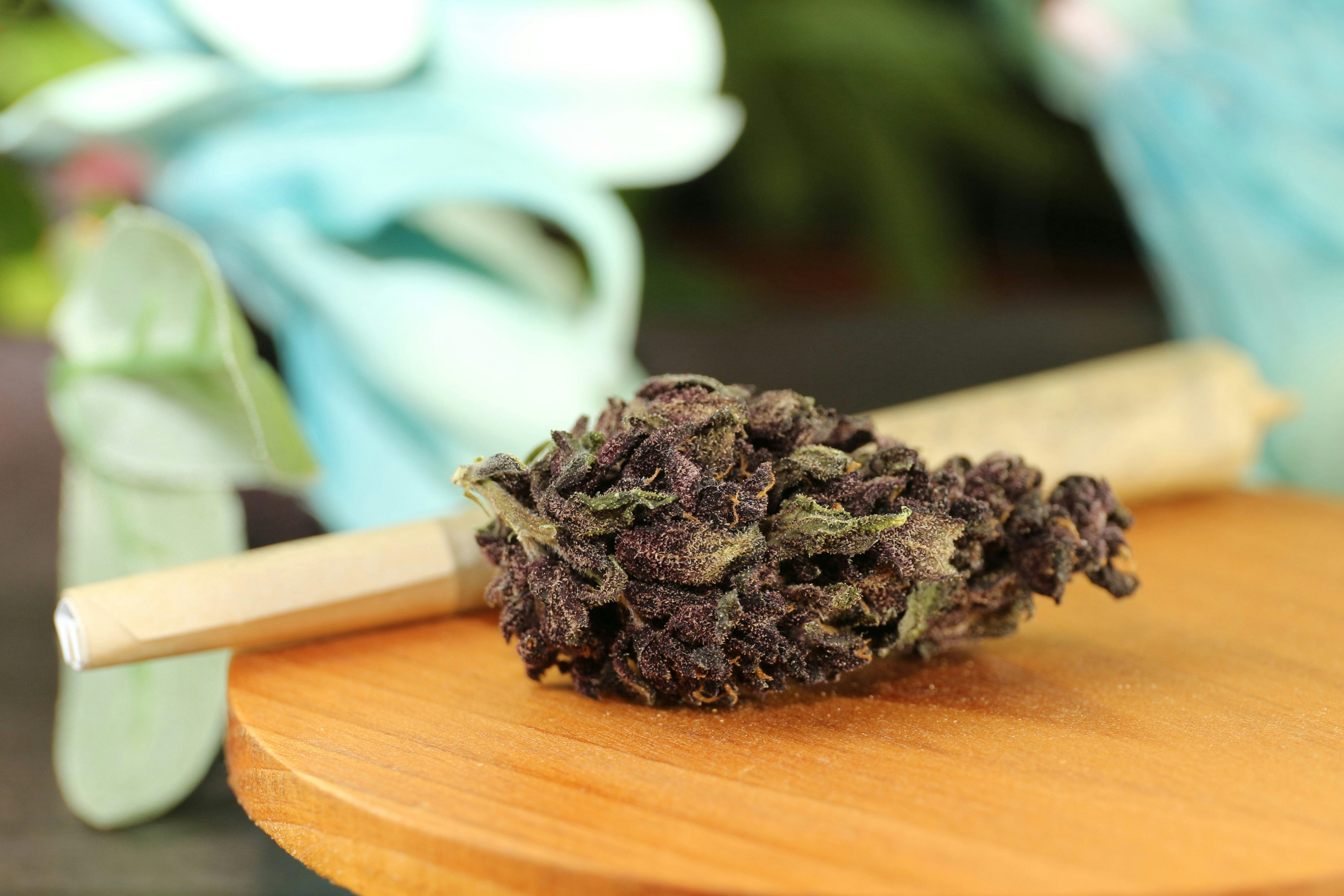 Grand Daddy Purp Marijuana Strain