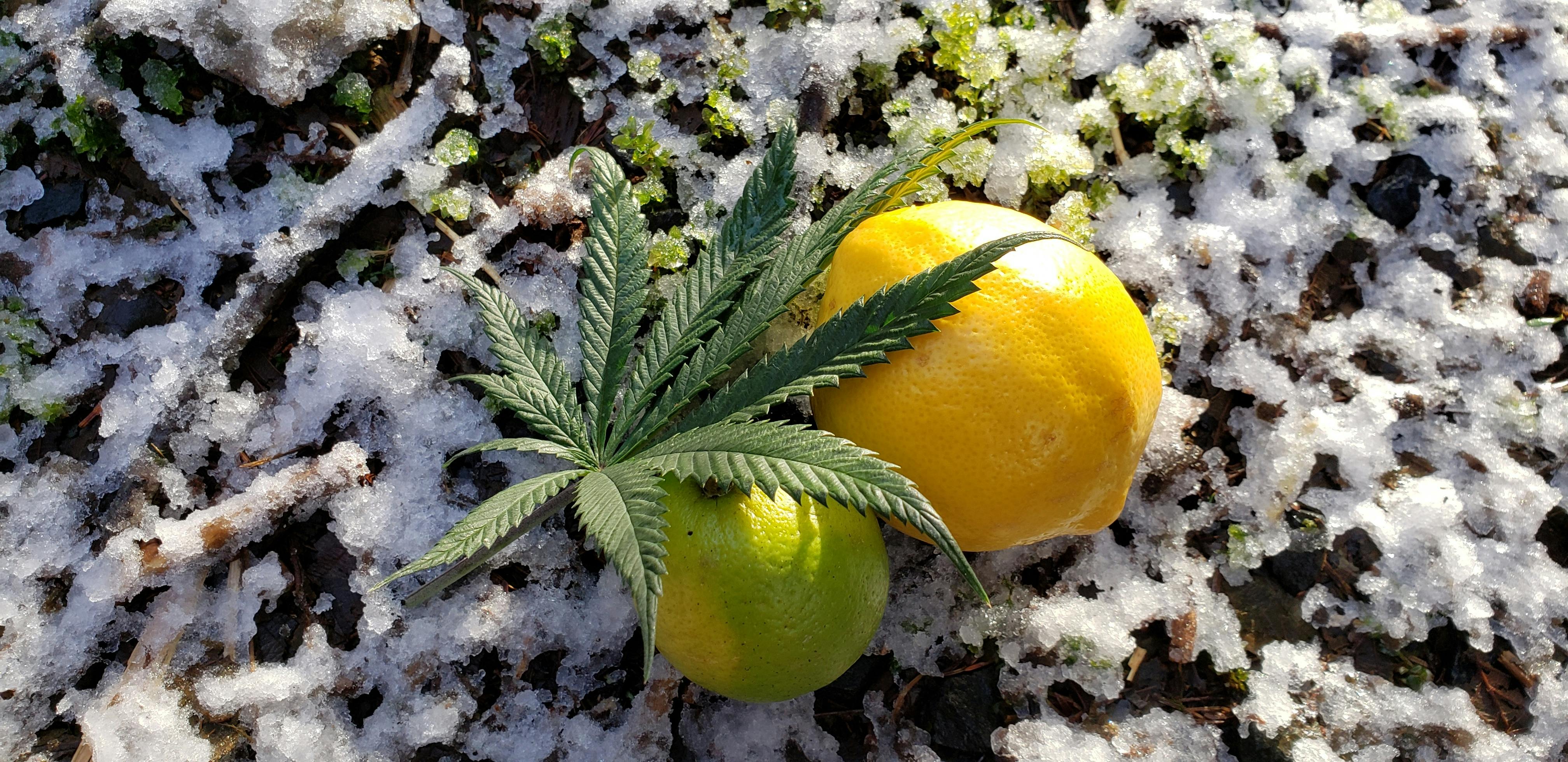  Strains Sense: Lemon Squeeze