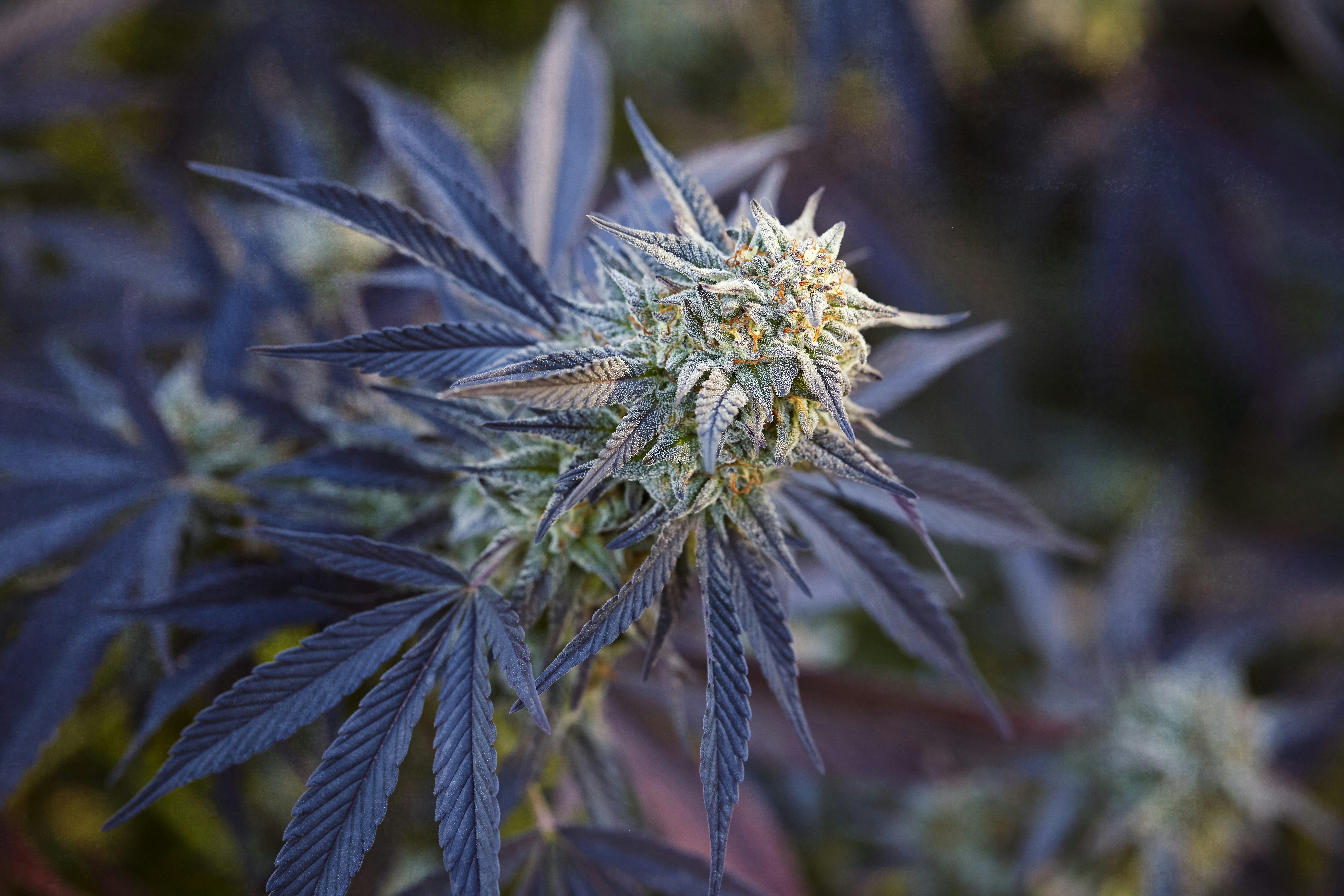 Wedding Cake Marijuana Strain