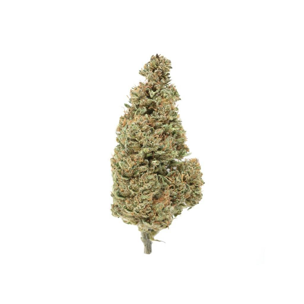 Lifter Lifter Marijuana Strain