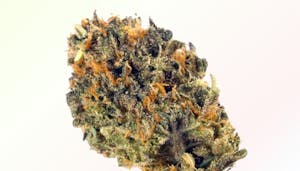 Strains Sense: Garanimals Strain