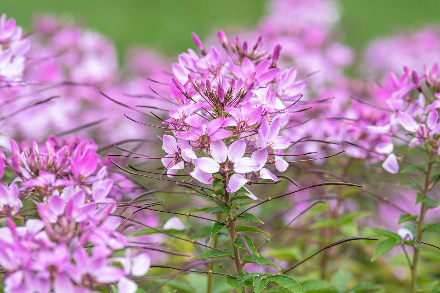 cleome flower spider 1315709 hero 15fca9274628400eb5b4c378a38bacc11 10 Things That Weirdly Smell Like Weed