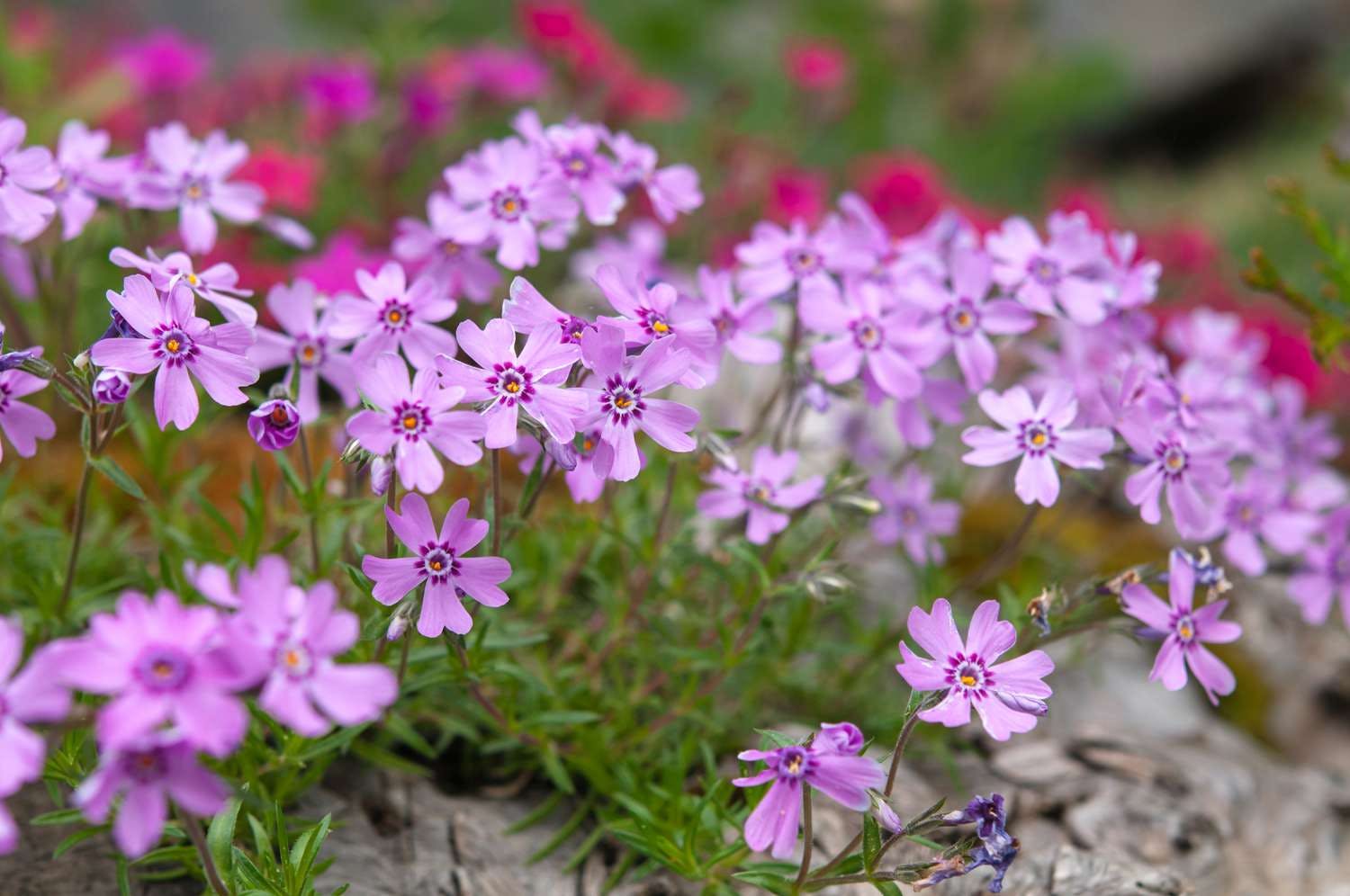 creeping phlox plants 2132214 01 f3d4b53c8bc9442c9f794fb3a2b71d09 10 Things That Weirdly Smell Like Weed