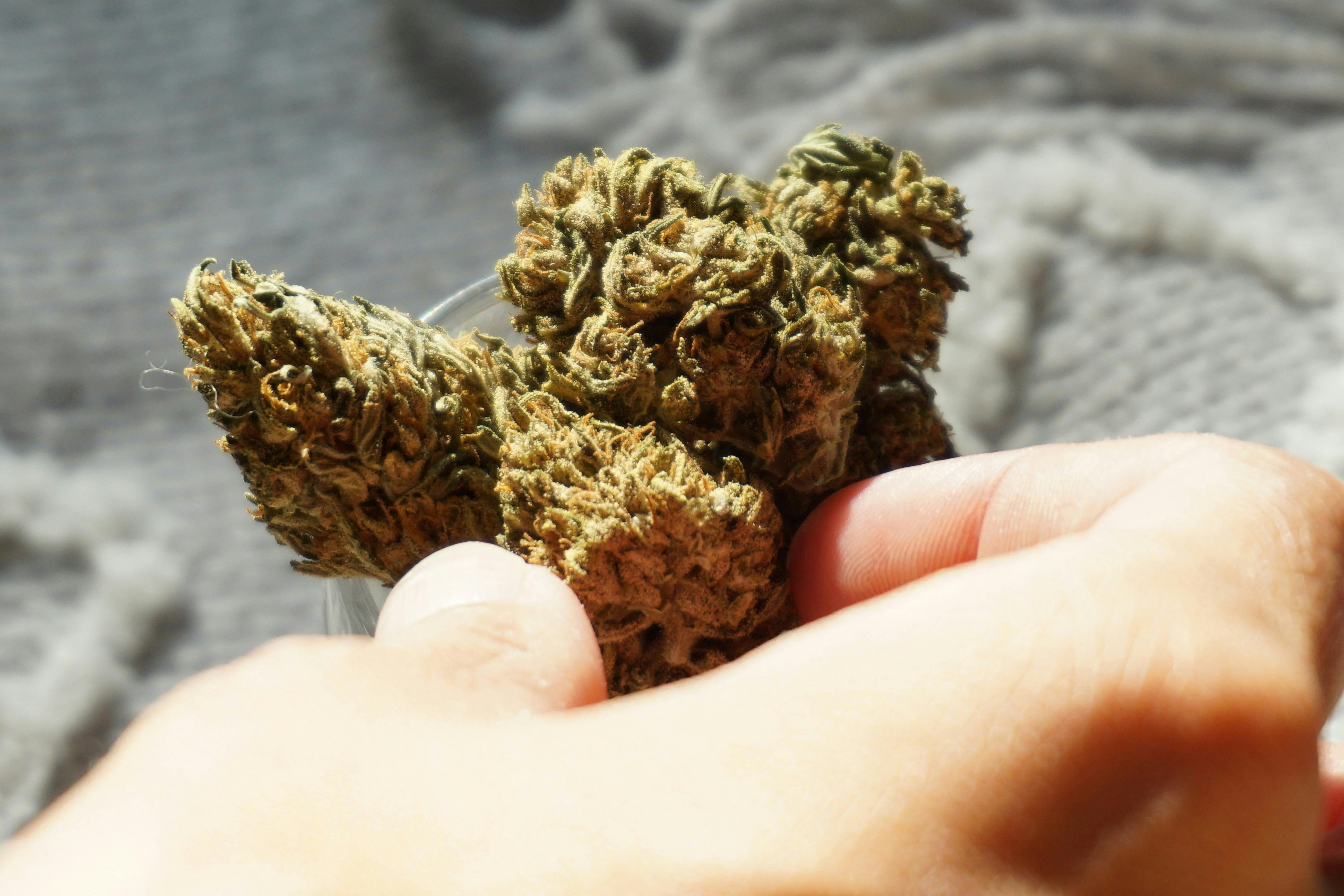 elsa olofsson dN4JJ30Ty3g unsplash 2 What Happens If You Eat Raw Weed? (Spoiler: It’s Not What You Think)
